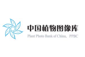 最大的植物分类图片库-PPBC中国植物图像库