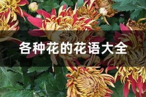 花语大全 各种花的花语大全